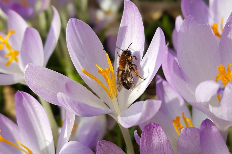 erzaehltal_Gartenkaffee_frueblueher