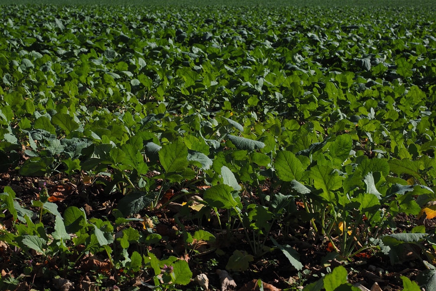 erzaehltal_Gartenkaffee