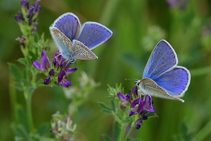 erzaehltal_Veranstaltungen_falkenstein_schmetterling